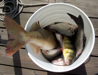 Bucket-O-Fish
